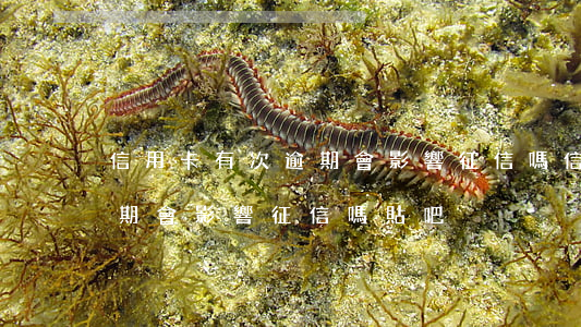 信用卡有次逾期會影響征信嗎 信用卡有次逾期會影響征信嗎貼吧