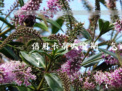 信用卡有次逾期會怎么樣(好幾個信用卡逾期了)