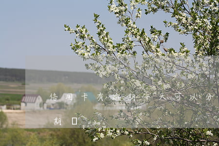 信用卡有逾期一天可以分期嗎(逾期后可以分期嗎)