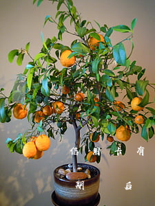 信用卡有逾期京東金條能借款嗎(京東金條逾期過后還了是不是不能再借了)