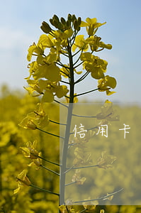 信用卡有逾期人人貸會(huì)秒拒嗎