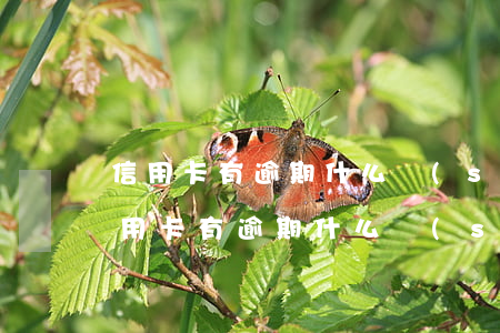 信用卡有逾期什么時(shí)候能撤銷(信用卡有逾期什么時(shí)候能撤銷掉)