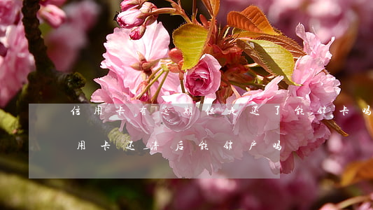 信用卡有逾期但是还了能销卡吗-逾期的信用卡还清后能销户吗