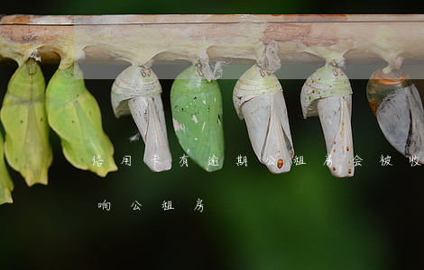 信用卡有逾期公租房会被收回么(欠信用卡影响公租房)
