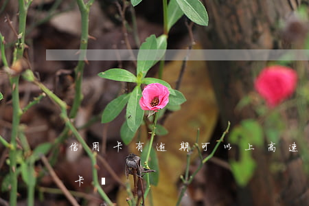 信用卡有逾期可以上高速嗎(逾期還能用信用卡嗎)