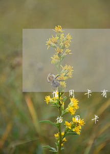 信用卡有逾期可以用省唄還款嗎(省唄只能還信用卡嗎)