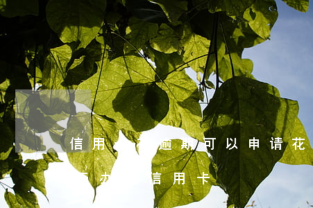 信用卡有逾期可以申请花呗吗-花呗逾期能否办理信用卡