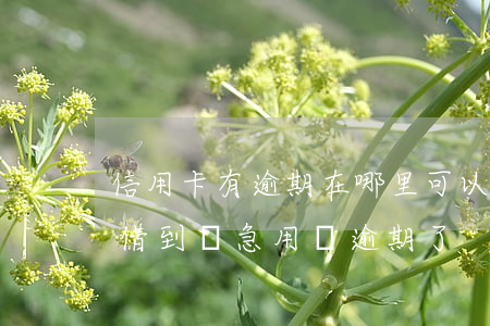 信用卡有逾期在哪里可以借到錢 在哪里可以借到錢急用錢逾期了