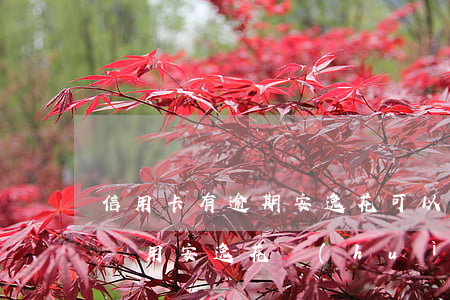 信用卡有逾期安逸花可以申請(qǐng)嗎(用安逸花會(huì)影響辦理信用卡)