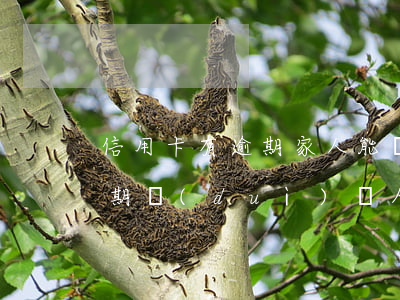 信用卡有逾期家人能貸款嗎(家里人信用卡逾期,對(duì)親人有影響嗎)