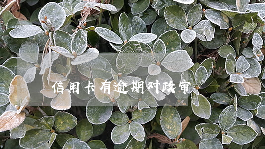 信用卡有逾期对政审