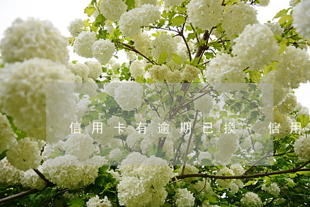 信用卡有逾期已換-信用卡有逾期已換