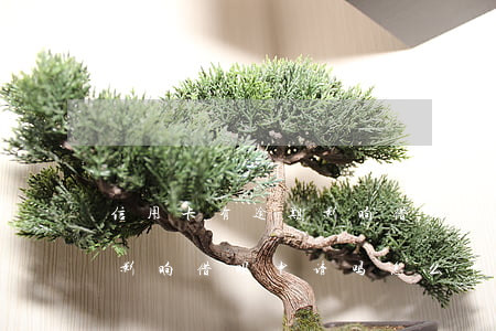 信用卡有逾期影响借呗申请吗(信用卡有逾期影响借呗申请吗怎么申请)