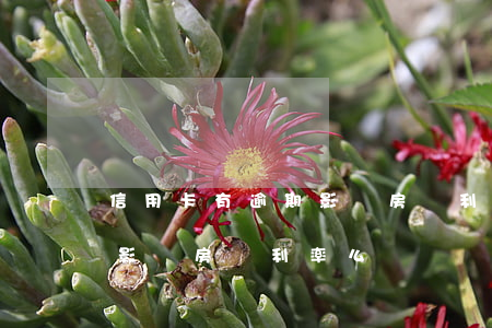 信用卡有逾期影響房貸利率么（信用卡有逾期影響房貸利率么）