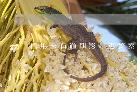 信用卡有逾期影響考警察(警察管信用卡逾期嗎)