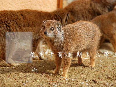 信用卡有逾期怎么带还 信用卡有逾期怎么带还