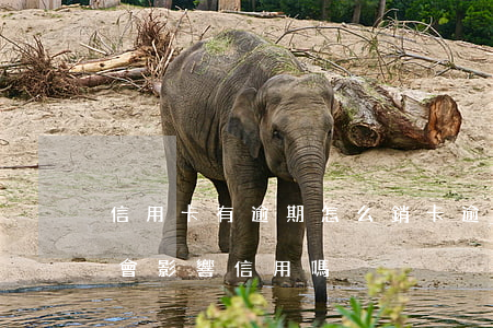 信用卡有逾期怎么銷卡(逾期的信用卡注銷了會影響信用嗎)