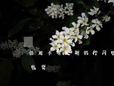 信用卡有逾期招行闪电贷(不小心点了招行闪电贷)