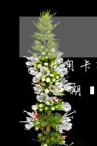 信用卡有逾期擔(dān)保公司(信用卡有逾期擔(dān)保公司能幫你貸款嗎)