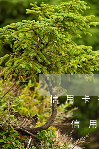 信用卡有逾期會(huì)影響花唄借唄嗎-信用卡有逾期會(huì)影響花唄借唄嗎