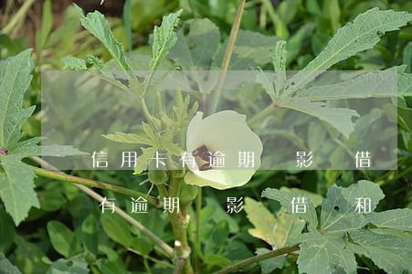 信用卡有逾期會影響借唄和開通嗎-信用卡有逾期會影響借唄和開通嗎知乎