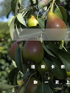 信用卡有逾期榕樹貸款可以借嘛-榕樹貸逾期一天上征信嗎