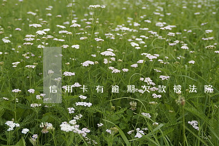 信用卡有逾期欠款被法院立案