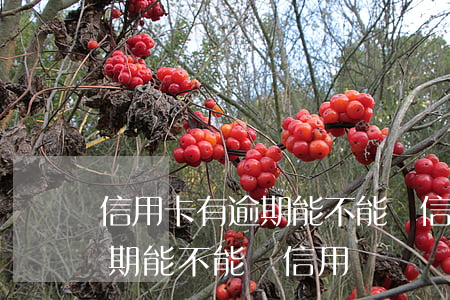 信用卡有逾期能不能辦信用貸了（信用卡有逾期能不能辦信用貸）