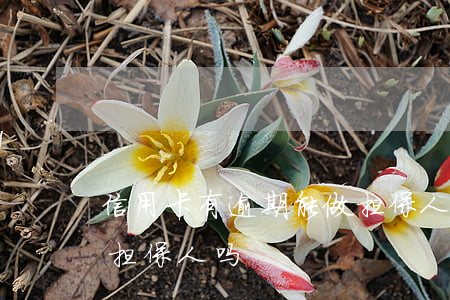 信用卡有逾期能做担保人(信用卡有逾期能做担保人吗)