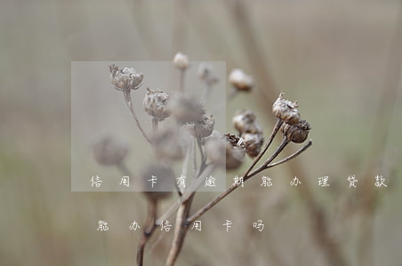 信用卡有逾期能办理贷款吗(银行贷款有逾期能办信用卡吗)