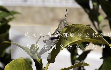 信用卡有逾期能取公积金还房贷吗-公积金贷款逾期公积金还能取吗