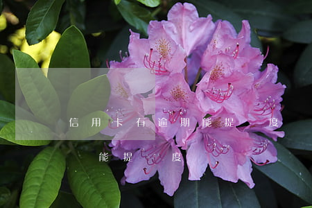信用卡有逾期能提額度嗎(有過逾期的信用卡還能提額度嗎)