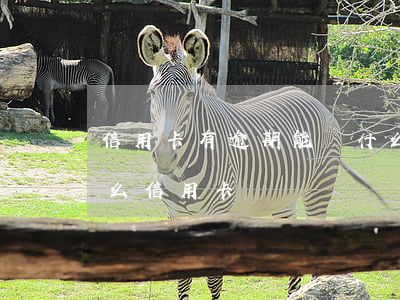 信用卡有逾期能辦什么貸款(有逾期可以辦什么信用卡)