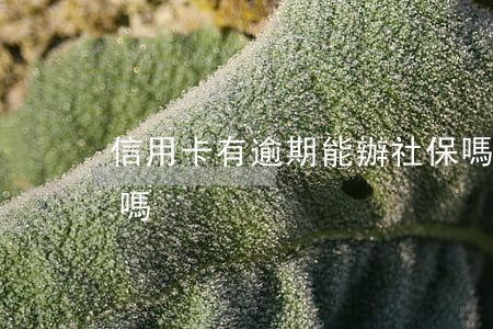 信用卡有逾期能辦社保嗎(逾期影響辦社?？▎?