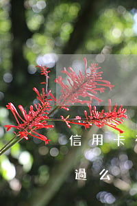 信用卡有逾期能通過政審嗎(有信用卡政審能過么)
