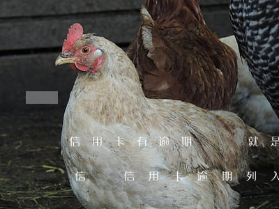 信用卡有逾期記錄就是黑名單了么-收到短信說信用卡逾期列入黑名單