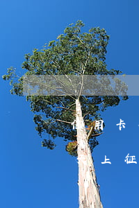 信用卡有逾期记录不能快贷(银行快贷逾期一天上征信吗)