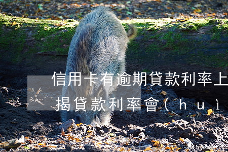 信用卡有逾期貸款利率上浮多少(征信逾期按揭貸款利率會(huì)上浮多少)