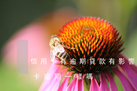 信用卡有逾期貸款有影響嗎(貸款逾期跟信用卡逾期一樣嗎)