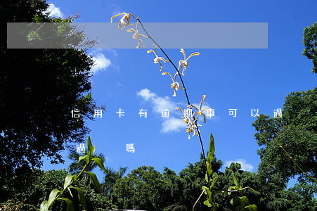 信用卡有逾期車可以過戶么(欠信用卡車可以過戶嗎)