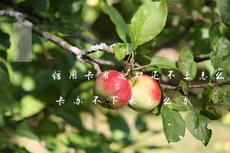信用卡有逾期还不上怎么办(有过逾期办信用卡办不下来怎么办)