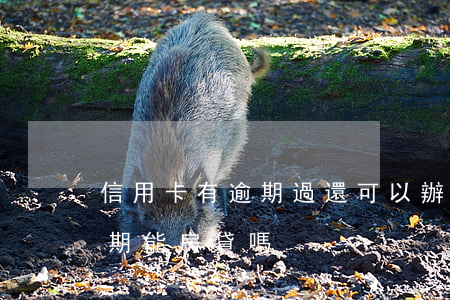 信用卡有逾期過還可以辦房貸嗎(有信用卡逾期能房貸嗎)