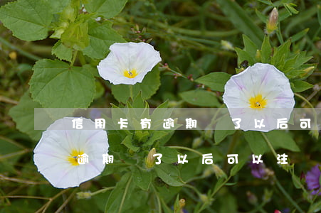 信用卡有逾期還了以后可以注銷-信用卡有逾期還了以后可以注銷卡嗎