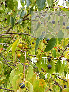 信用卡有逾期還能消費嗎(信用卡逾期然后還了逾期的還能消費嗎)