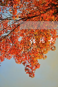 信用卡有逾期 銷戶了