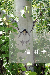 信用卡有過(guò)逾期可以辦理公務(wù)卡嗎-信用卡有過(guò)逾期可以辦理公務(wù)卡嗎知乎