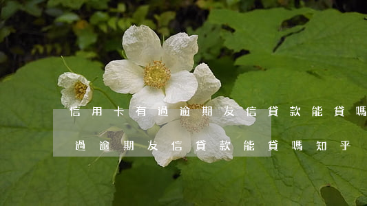 信用卡有過逾期友信貸款能貸嗎-信用卡有過逾期友信貸款能貸嗎知乎