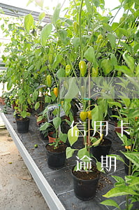 信用卡有過逾期后果(發(fā)生過信用卡逾期)