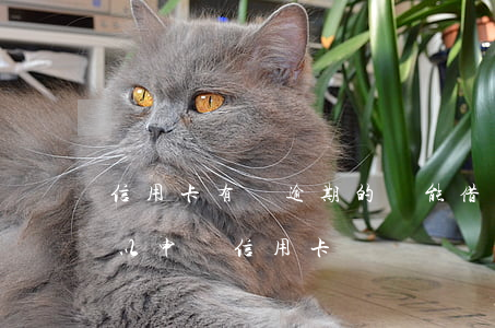信用卡有過逾期的還能借錢嗎 有過逾期還可以申請信用卡嗎