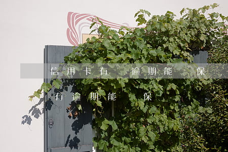 信用卡有過逾期能擔保嗎 貸款擔保人信用卡有逾期能擔保嗎